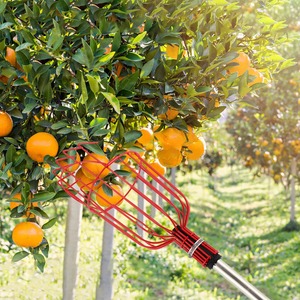 Récolteur de fruits réglable avec perche extensible et cage métallique pour la récolte des mangues, des oranges et des agrumes, outil de jardinage - Product Image 4
