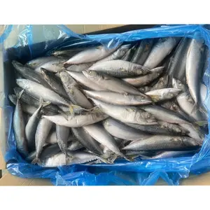 Wr से Bqf प्रशांत प्रकार की समुद्री मछली प्रशांत प्रकार की समुद्री मछली 70-80Pcs/Ctn जमे हुए उत्तर प्रशांत प्रकार की समुद्री मछली