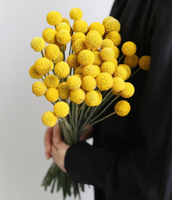 Bunga Billy Balls Potong Segar Grosir, Craspedia Kuning Alami Asli untuk Rangkaian Bunga