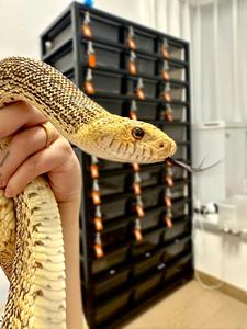 نظام رفوف للزواحف مع حصيرة تسخين سفلية وعجلات للثعابين الصغيرة مثل البايثون والبواء - Product Image 6