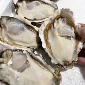 หอยนางรมแปซิฟิกสดใหม่ฉ่ำน้ำ นำเข้าโดยตรงจากแบรนด์ YITIOO ผู้ผลิตจากประเทศจีน น้ำหนัก 1 กิโลกรัม จัดส่งทั่วโลก - Product Image 3