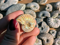 Vente en gros d'ammonites fossiles naturelles aux couleurs arc-en-ciel, spécimens de coquillages pr'historiques pour la décoration de la maison et la guérison Reiki
