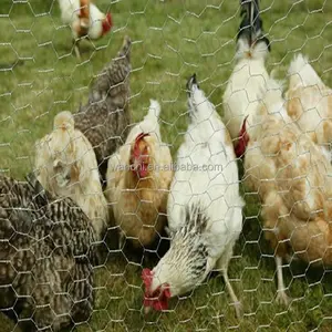 سلك دجاج/شبكة سلكية سداسية بأقل سعر