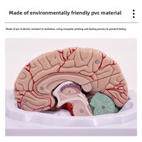 Modèle anatomique du cerveau avec tronc cérébral pour l'entraînement en neurologie