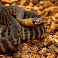 Copeaux de coco pour reptiles, serpents, lézards, grenouilles, coquilles de coquillages, litière pour reptiles, serpents