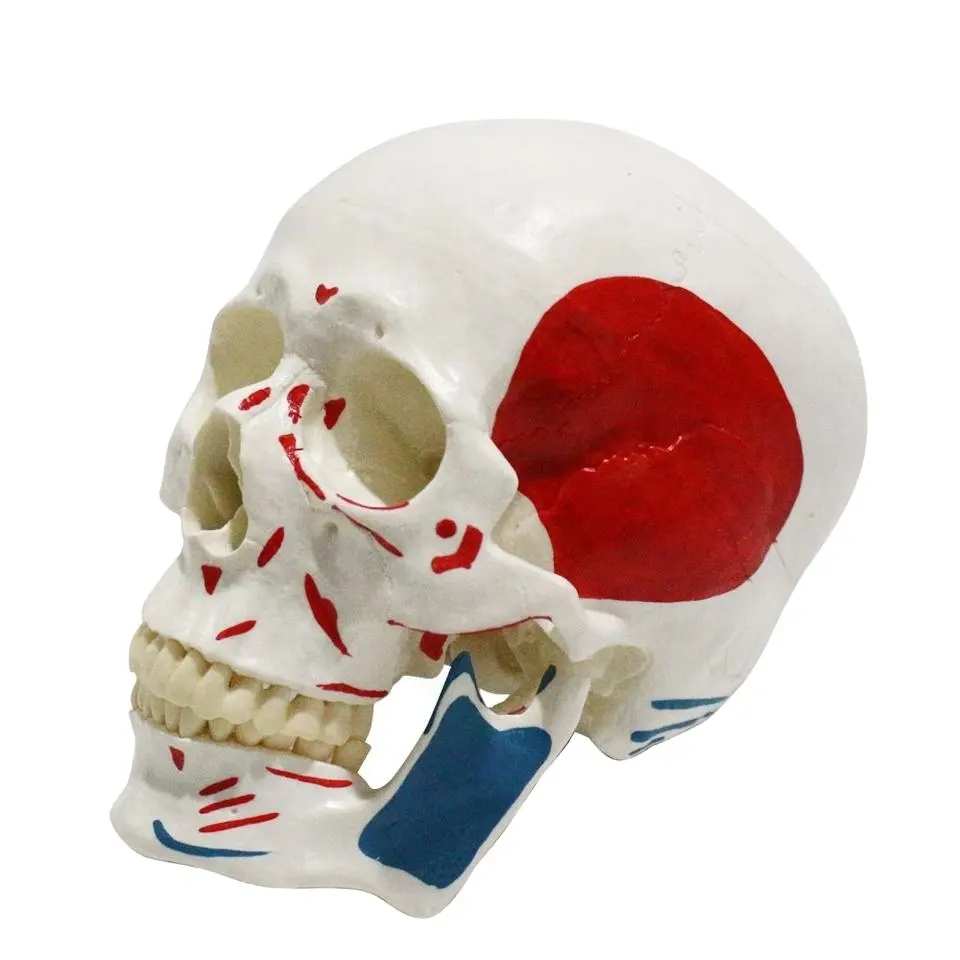 Modelo de cráneo humano FRT022, modelo 3D con orígenes e inserciones de músculo de medio color, ciencia médica de plástico de tamaño real