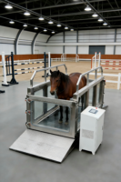 Tapis roulant aquatique pour chevaux BIGEER, hydrothérapie équine, tapis roulant de réadaptation pour l'entraînement des chevaux de course et usage vétérinaire