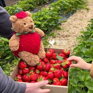 Nouvelle peluche ours fraise Barcelo avec rembourrage en coton PP, poupée apaisante pour bébé, cadeau d'anniversaire pour les 7-14 ans - Product Image 1