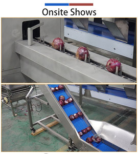 Máquina Peladora de Cebollas Automática Tipo Cadena y Cortadora de Raíces, Línea Industrial de Procesamiento de Pelado de Cebollas, Venta Directa de Fábrica - Product Image 4