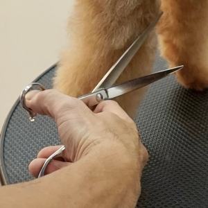 Kit de tijeras para aseo de mascotas de acero inoxidable y oro satinado para mascotas, herramienta extraíble para el cabello - Product Image 3