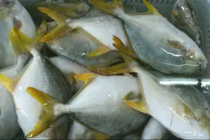 New Season Hot Sell Frozen Whole Round Golden Pomfret Fish With Good Price