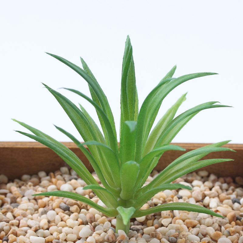 หญ้าดาบขนาดเล็ก8*7ซม