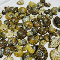 Petite ammonite fossile de haute qualité, provenant de Madagascar, couleur foncée, pour décoration intérieure ou pendentif de bijoux