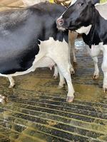 Tapis en caoutchouc pour vaches, surface de repos confortable et durable pour bovins laitiers, service de découpe et de moulage personnalisable T&H International