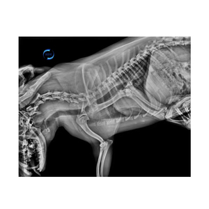 เครื่อง <span class=keywords><strong>X</strong></span> <span class=keywords><strong>ray</strong></span> เครื่องตรวจจับแผงแบนสำหรับอุตสาหกรรมสัตวแพทย์ - Product Image 6