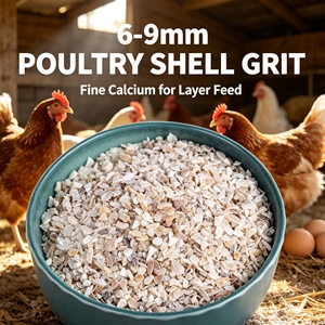 Granulés de coquillages marins broyés stérilisés à haute teneur en CaCO3, supplément naturel de calcium <span class=keywords><strong>pour</strong></span> poules pondeuses, additif alimentaire <span class=keywords><strong>pour</strong></span> volailles - Product Image 5