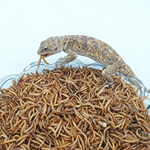 Minhocas de Farinha Liofilizadas com Alto Teor de Proteína para Aves e Peixes, Sem Grãos - Product Image 5