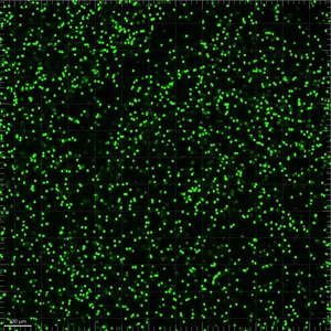 Microesferas TRF de Alta Sensibilidad para Pruebas Rápidas de Flujo Lateral, Partículas de Látex Fluorescentes Resueltas en Tiempo para Kits IVD - Product Image 6