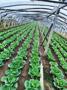 سماد الأحماض الأمينية لاستعادة النمو بعد الفيضانات، تركيبة بنسبة 80% من المكونات النشطة لاستعادة حيوية الجذور، مناسب للصويا والذرة والأعشاب البحرية، رقم 1 - Product Image 4