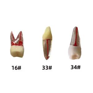 Медицинская Стоматологическая эндодонтическая модель для лечения корневых каналов - Product Image 3