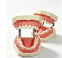 Yunou - Juego de 28 Piezas de Modelo de Esqueleto de Maniquí Dental para Entrenamiento, Dientes y Encías Suaves de Resina, para Estudios de Ciencias Médicas