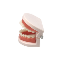 Modèle médical de dentisterie, appareil d'hygiène dentaire naturelle, modèle éducatif, pour hommes et femmes