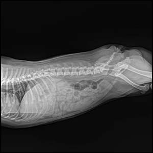 Table de radiographie Bucky pour radiographie vétérinaire, imagerie et examen des animaux - Product Image 6