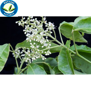 100% บริสุทธิ์ Amyris น้ำมันเกรดพรีเมี่ยมที่มีคุณภาพสูงราคาขายส่งขอแนะนำผู้ผลิตชั้นนำทั่วโลกผู้ส่งออก - Product Image 3