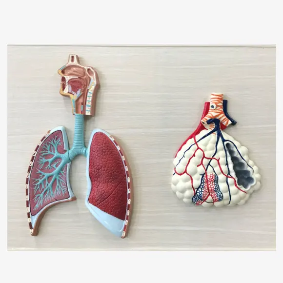 Conjunto de modelo anatomico de pulmones y Alveoli, modelo de anatomía del sistema respiratorio