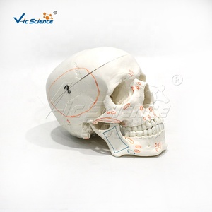Modelo de Cráneo Humano con Marcas de Origen e Inserción Muscular, Puntos de Anclaje Muscular Craneal, Ayuda Didáctica de Anatomía, CE/ISO/ROHS/CNAS - Product Image 1
