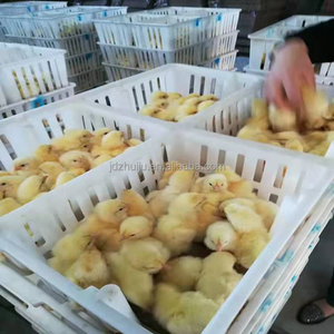 Cage de transport pour poussins, 60 pièces, cage de transport pour poussins d'un <span class=keywords><strong>jour</strong></span> - Product Image 4