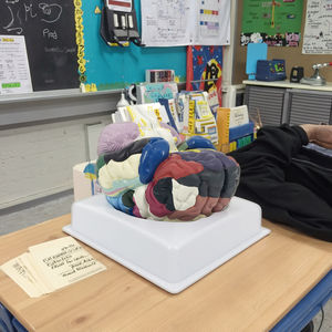 Modèle anatomique de cerveau humain en PVC régional en deux parties <span class=keywords><strong>grandeur</strong></span> <span class=keywords><strong>nature</strong></span> pour les sciences médicales - Product Image 5