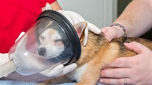 Masker terapi nebulasi oksigen anjing peliharaan masker hewan anestesi hewan - Product Image 6