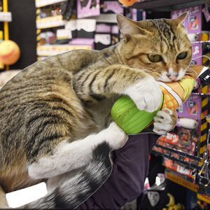 Giocattolo da masticare per animali domestici di mais di nuovo Design con Logo personalizzato giocattolo di peluche per gatti di alta qualità - Product Image 1