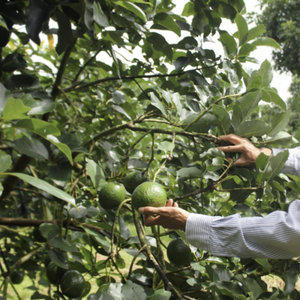 ใบอะโวคาโดสำหรับชาที่ปลูกตามธรรมชาติ, คัดพิเศษ, มังสวิรัติและไม่ใช่จีเอ็มโอ - Product Image 1