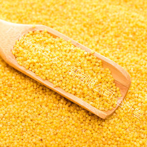 Miglio bianco e giallo biologico originale con guscio, miglio di alta qualità di esportazione, utilizzato per ingredienti gourmet e mangimi per animali - Product Image 3