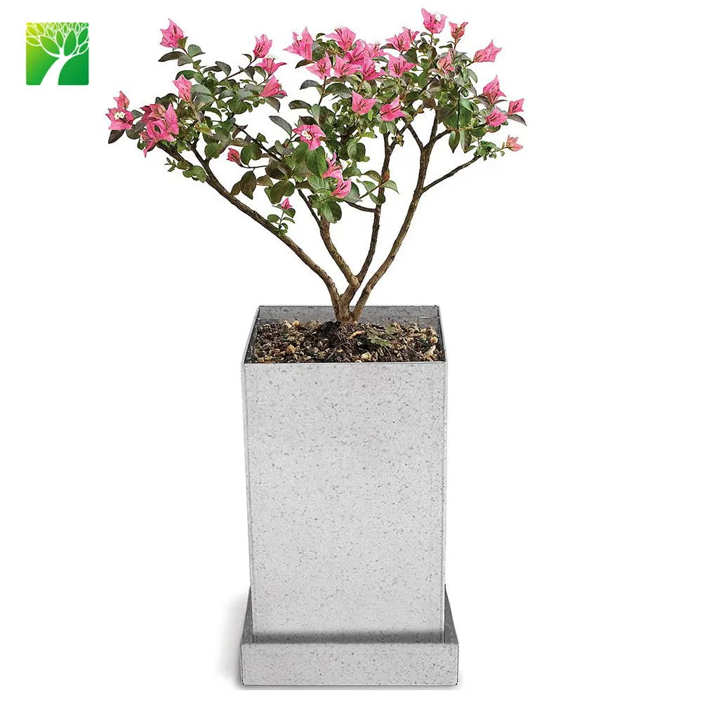 Bộ Dụng Cụ Bonsai Crepe Myrtle Trang Trí Nhà Cửa Bán Sỉ Giá Rẻ Bộ Dụng Cụ Bắt Đầu Cây Cảnh Trong Nhà