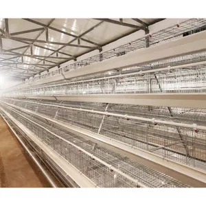 Cage de poulet de TYPE A, équipement agricole avancé, 120 couches à vendre au Nigeria