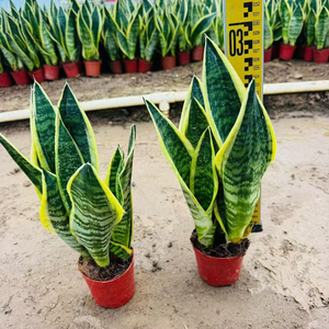 Plantas Ornamentales Modernas y Populares para Decoración de Interiores: Árbol Natural Vivo, Orquídea Tigre, Bonsái, Planta Serpiente (Sansevieria) al por Mayor - Product Image 1