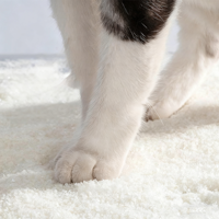 Litière pour chat en gel de silice cristallin absorbant, avec plusieurs types de parfums et indicateur de surveillance de la santé PH