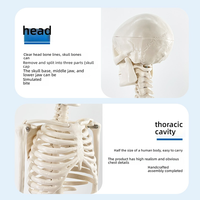 Modelo de esqueleto adulto de cuerpo completo de PVC de 85cm para entrenamiento de Ciencias Médicas modelo de Anatomía de la columna vertebral