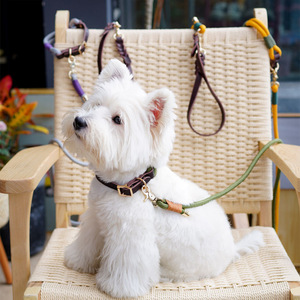 <span class=keywords><strong>Collar</strong></span> de perro de cuero genuino con correas de lujo, <span class=keywords><strong>Collar</strong></span> de nailon suave de perro, conjunto de <span class=keywords><strong>Collar</strong></span> y correa de perro de cuerda de nailon duradero con hebilla dorada - Product Image 6