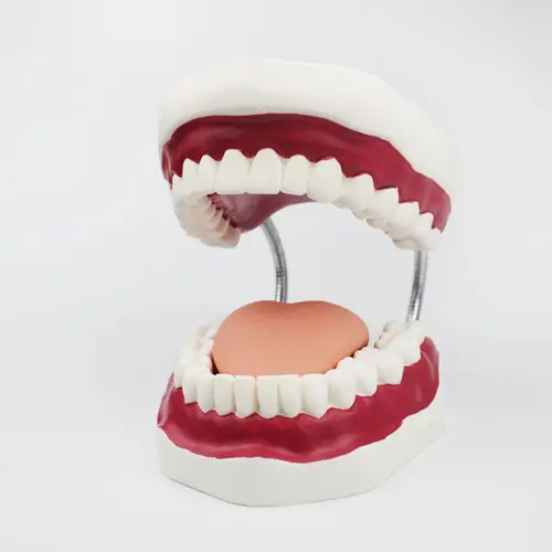 Teeth Study Model/Large Teeth Model/ Dentist Teaching Oral Hygiene Model