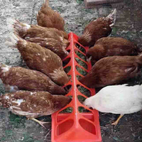 Mangeoire automatique en plastique multi-trous pour poulets, 12/18/22/24/28 trous, rectangulaire, pour pigeons, cailles, poussins, conteneur de nourriture et d'eau