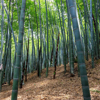 Gigante chino Moso bambú Phyllostachys Edulis semillas para plantas artificiales en la decoración del jardín