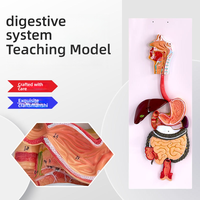 Modèle d'anatomie du système digestif humain avec foie, estomac et intestin grêle pour la formation scientifique médicale, type mannequin