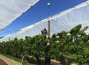 Hdpe Anti-Vogelgaas/Vogelgaas 50 'X 50' Anti-Vogelnet/Vogelpluimvee <span class=keywords><strong>Avaiary</strong></span> Wildhokken Nieuw - Product Image 4