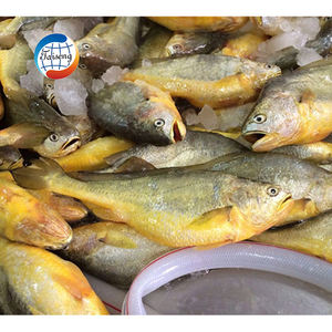 China suministra alta calidad IQF Frozen Yellow Croaker Fish Whole & Guteed Farm Fish con el mejor precio <span class=keywords><strong>para</strong></span> la venta - Product Image 6