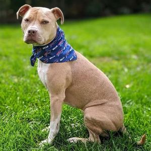 Pañuelo para Perro de Poliéster con Diseño 'Love Is Love' y 'Rainbow Pride Progress', Pañuelo para Mascota con Anillo para el Pelo, Diseño Personalizado - Product Image 6