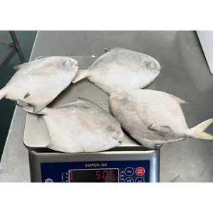 Pomfret en argent congelé exporte du poisson entier pomfret en argent ampus argenteus rond poisson pomfret blanc en argent congelé